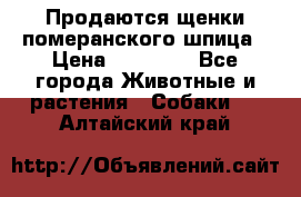 Продаются щенки померанского шпица › Цена ­ 45 000 - Все города Животные и растения » Собаки   . Алтайский край